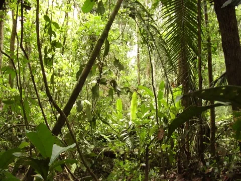 Pan from Floor of Amazon Jungle Rainforest Stock Footage 112942695