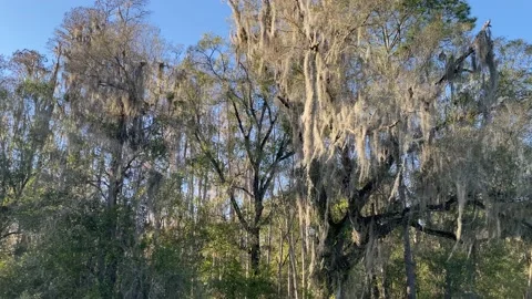 Pan of Florida Trees with Moss Video stock 179098653