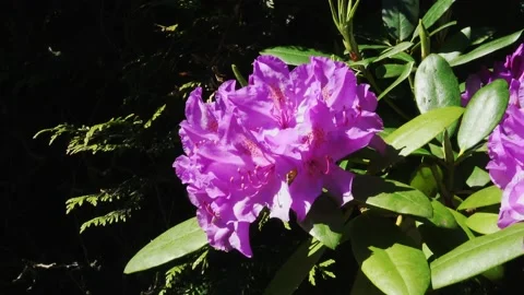 Pan to the flower of the Rhododendron Stock Footage 131859051