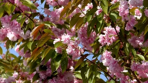 Pan: Flowering cherry (prunus accolade) pink blossoms and green leaves Stock Footage 89008209