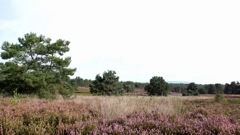 Pan: Flowering heather, trees and grass growing wild, heathland, rural Germany Stock Footage 79829084