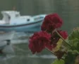 Pan from flowers to boats in harbour SD Footage