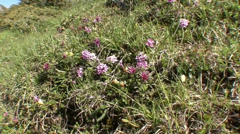 Pan from flowers to mountain Stock Footage 532619
