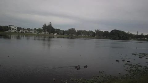 Pan follow ducks at Crescent Lake Park in St. Petersburg, FL Stock Footage 257579779