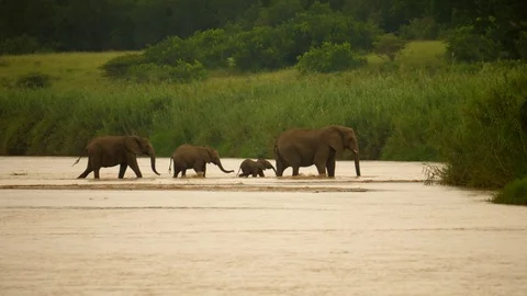 Pan to follow herd of Elephants crossing river far away in African landscape Stock Footage