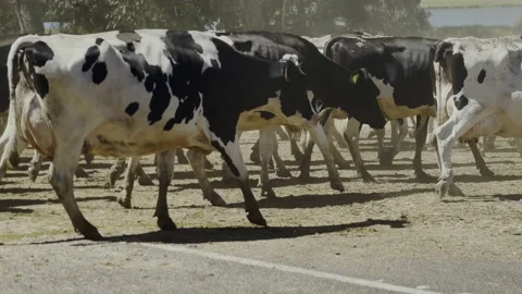 Pan follow large herd of cows as they cross a road then head over a railway line Stock-Footage 235670561