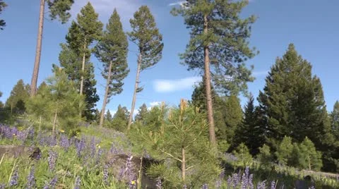 Pan forest and meadow by dwking Stock-Footage 11241055