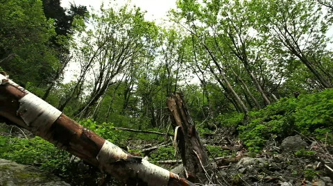 Pan of Forest and Waterfall Stock Footage 725280