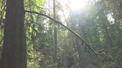 Pan of a forest on bright summer day Video stock 75249476