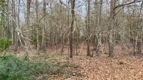 Pan of the forest on a clear beautiful day in south Georgia Stock Footage 148964521