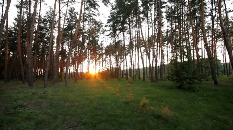 Pan forest at dawn. Stock Footage 8620846