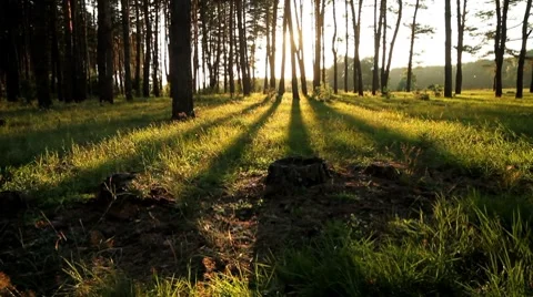 Pan forest at dawn. Stock Footage 8654875