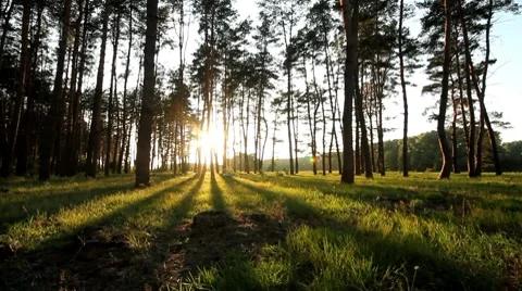 Pan forest at dawn. Stock Footage 8677674