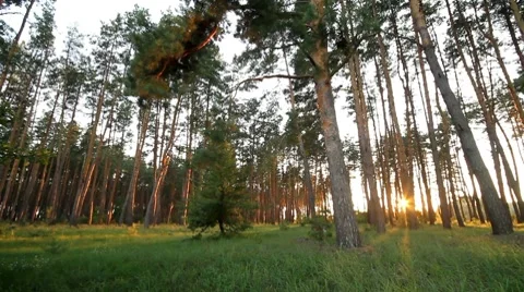 Pan forest at dawn. II. Stock Footage 8677746