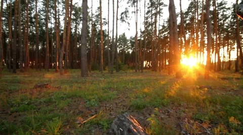 Pan forest at dawn. III Stock Footage 8677859