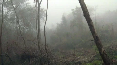 Pan of Forest Destruction near Haiti Stock Footage