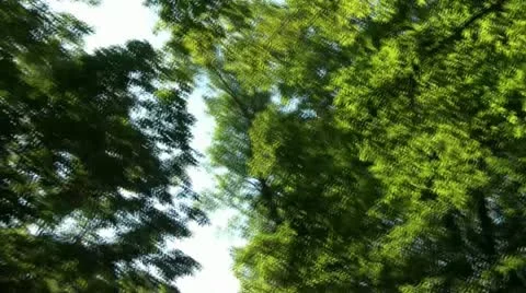 Pan of Forest Dirt Road 스톡 동영상 12600521
