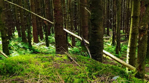 PAN - Forest Floor 1 Stock Footage 199962581