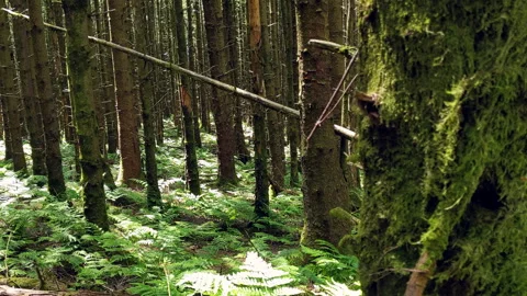 PAN - Forest Floor 2 Stock Footage 200185054
