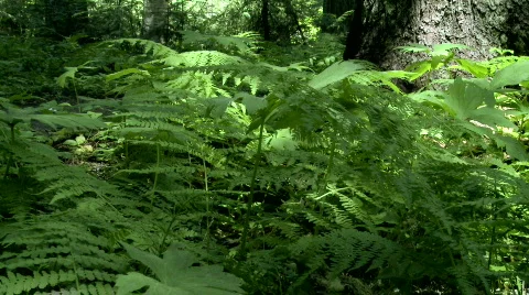 Pan of Forest Floor Stock Footage 775671