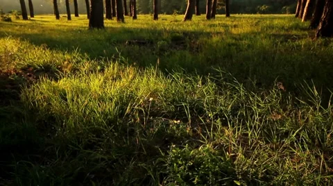 Pan forest. Stock Footage 8614056