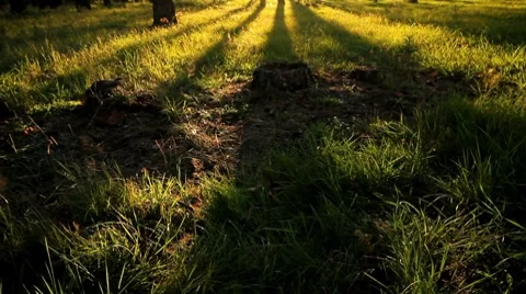 Pan forest. Stock Footage 8648004