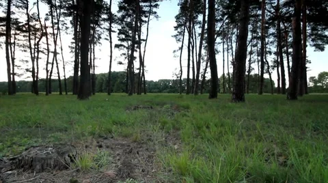 Pan forest. Stock Footage 8654708