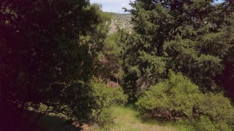 Pan Forest krinides Video stock 132699660