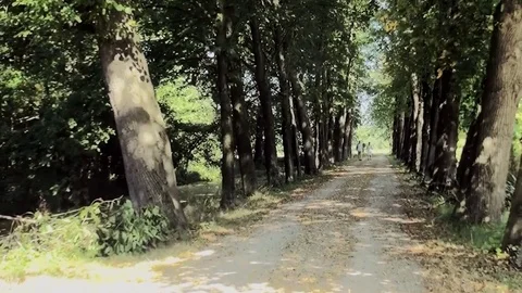  Pan to the forest path. Stock Footage 82621664