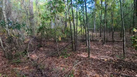 Pan of the forest in the southern Fall Stock Footage 142022967