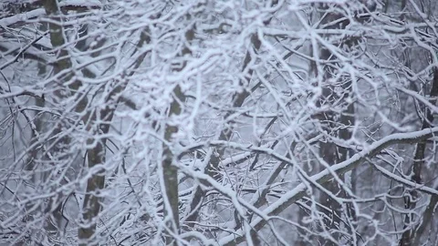 Pan on Forest trees with snow falling in winter Video stock 76503604