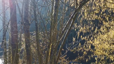 Pan of forrest with highlighted tree and Stock Footage 126155919
