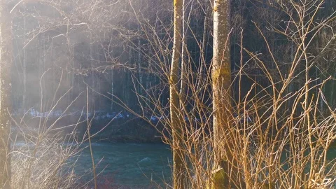 Pan of forrest with highlighted tree and river Stock Footage 126155967