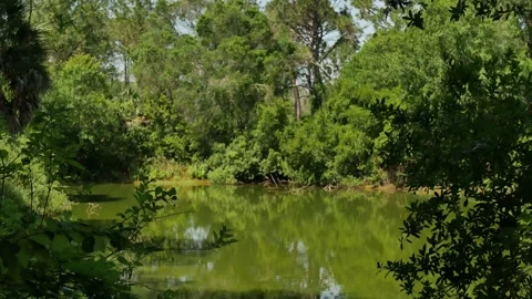 Pan up Framed View between bushes out towards a small green pond with reflection Stock Footage 274691122