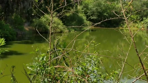 Pan up Framed View between bushes out towards a small green pond with reflection Stock Footage 274716042