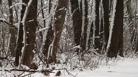 Pan of Fresh Heavy Snow on Trail in Wooded Wilderness Stock-Footage 10845152
