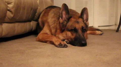 Pan by German Shepherd dog trying to sleep 스톡 동영상 25348164