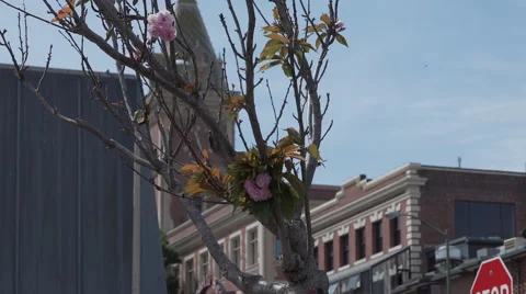 Pan of the Ghirardelli building Stock Footage 62609769