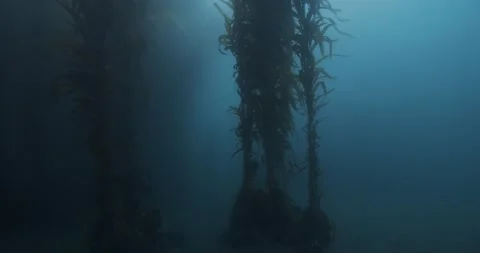Pan up giant brown kelp Stock Footage 148244075