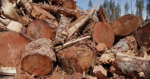 Pan of giant cut trees laying on the ground Stock Footage 263092938