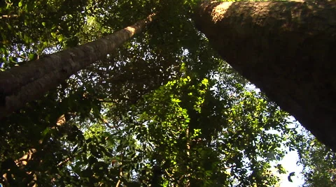 Pan of a giant tree in the rain forest Stock Footage 41382823