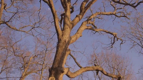Pan up golden tree with tiny moon in background. 스톡 동영상 83788671