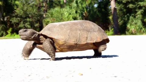 Pan of gopher turtle moving fast in a parking lot 스톡 동영상 32186366