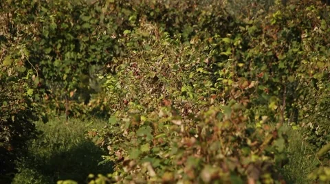Pan on a grape vine Stock Footage 47994886