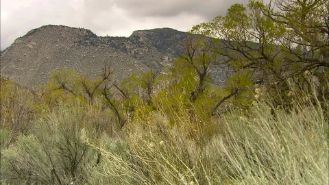 Pan from grasses to trees Stock Footage 87837019