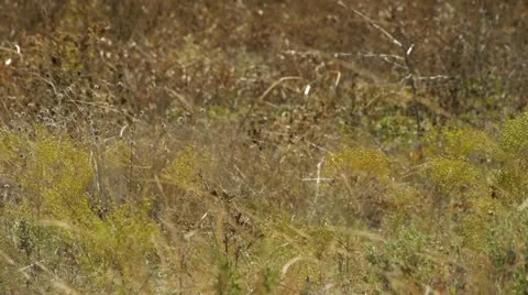 Pan of Grassy Field Stock-Footage 12530865