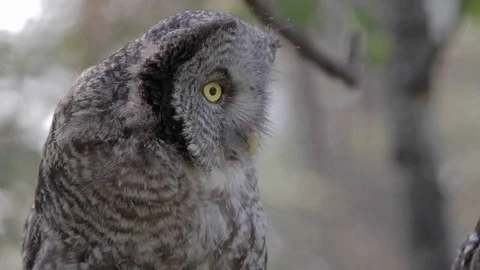 Pan up of great grey owl perching on a branch 動画素材 78989781