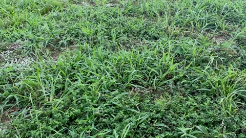 Pan of Green Grass Stock Footage 237793624