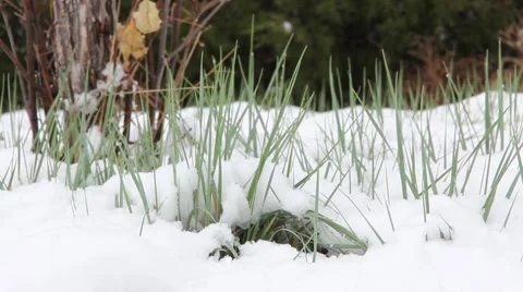 Pan Green Grass Mountain Snow Stock Footage 61897545
