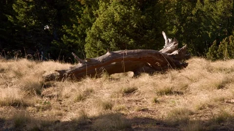 Pan Up From Ground To Mountain View Vídeos de archivo 132345617